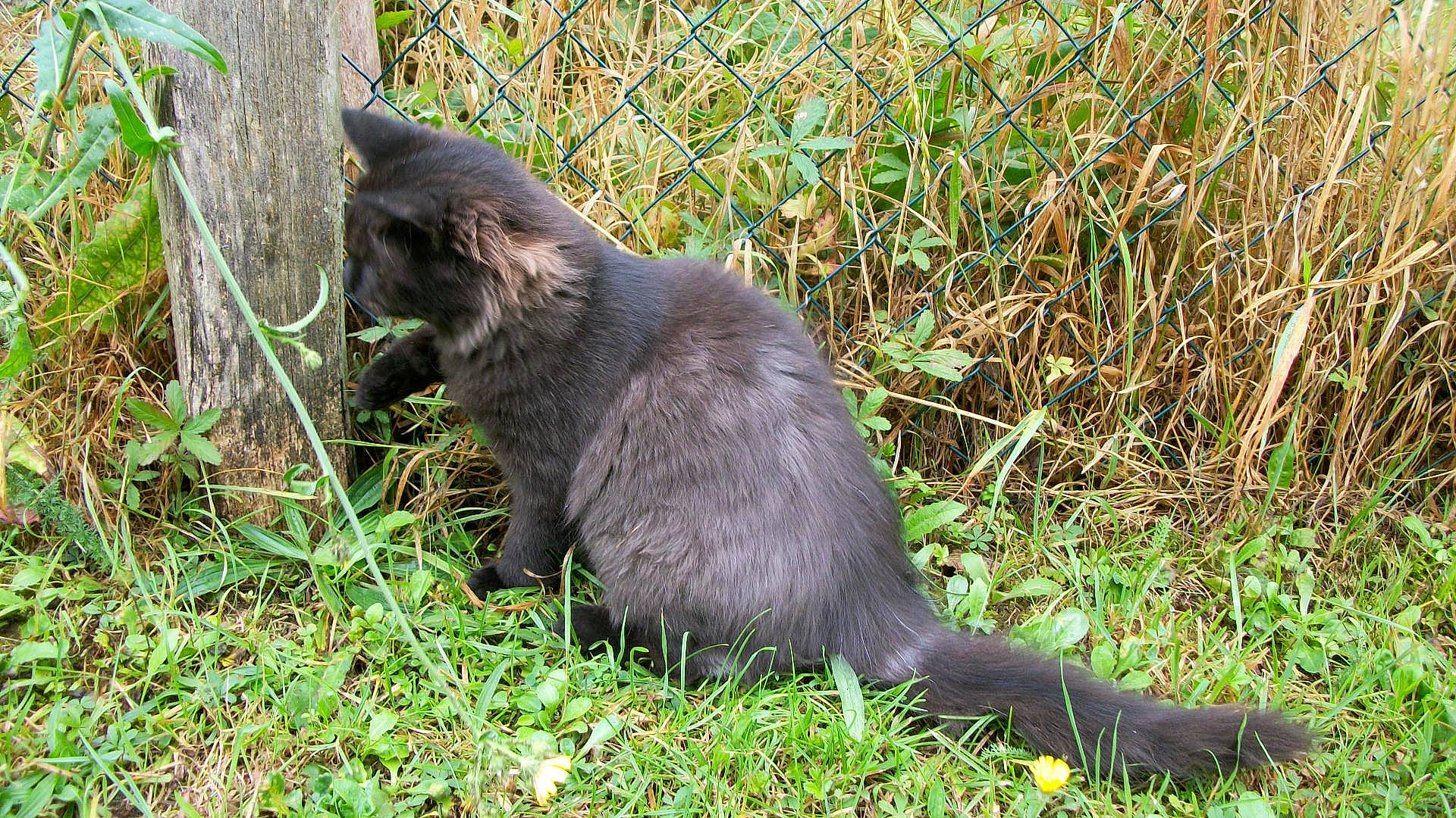 Souky a rejoint le concours — aidez-le/la à gagner de superbes lots ! black_cat, canidae, carnivore, cat, claw, dog_breed, domestic_short_haired_cat, felidae, fur, grass, groundcover, paw, plant, small_to_medium_sized_cats, sporting_group, tail, terrestrial_animal, whiskers