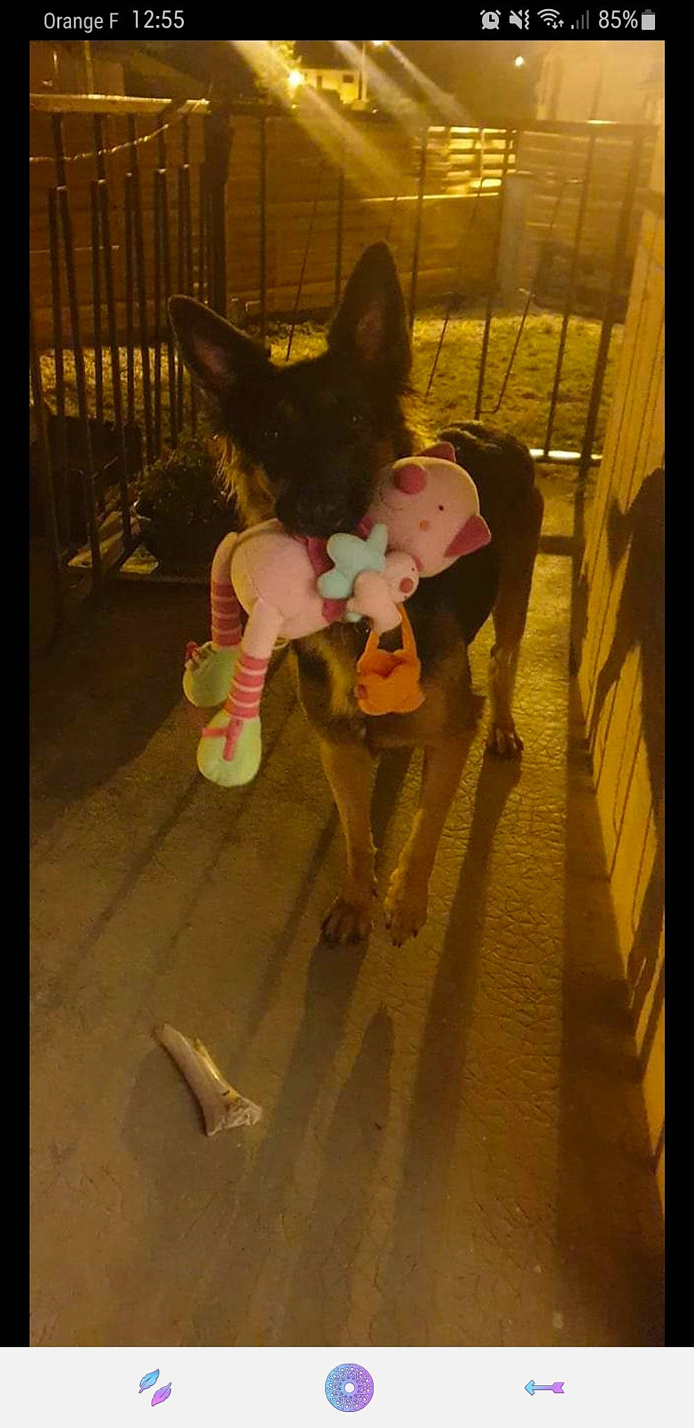 Cheyenne participe au concours pour gagner de l'argent avec cette photo : canidae, child, companion_dog, dog_breed, event, fawn, fictional_character, flooring, fun, fur, pack_animal, recreation, room, snout, sporting_group, stuffed_toy, tail, toy, wood, working_animal