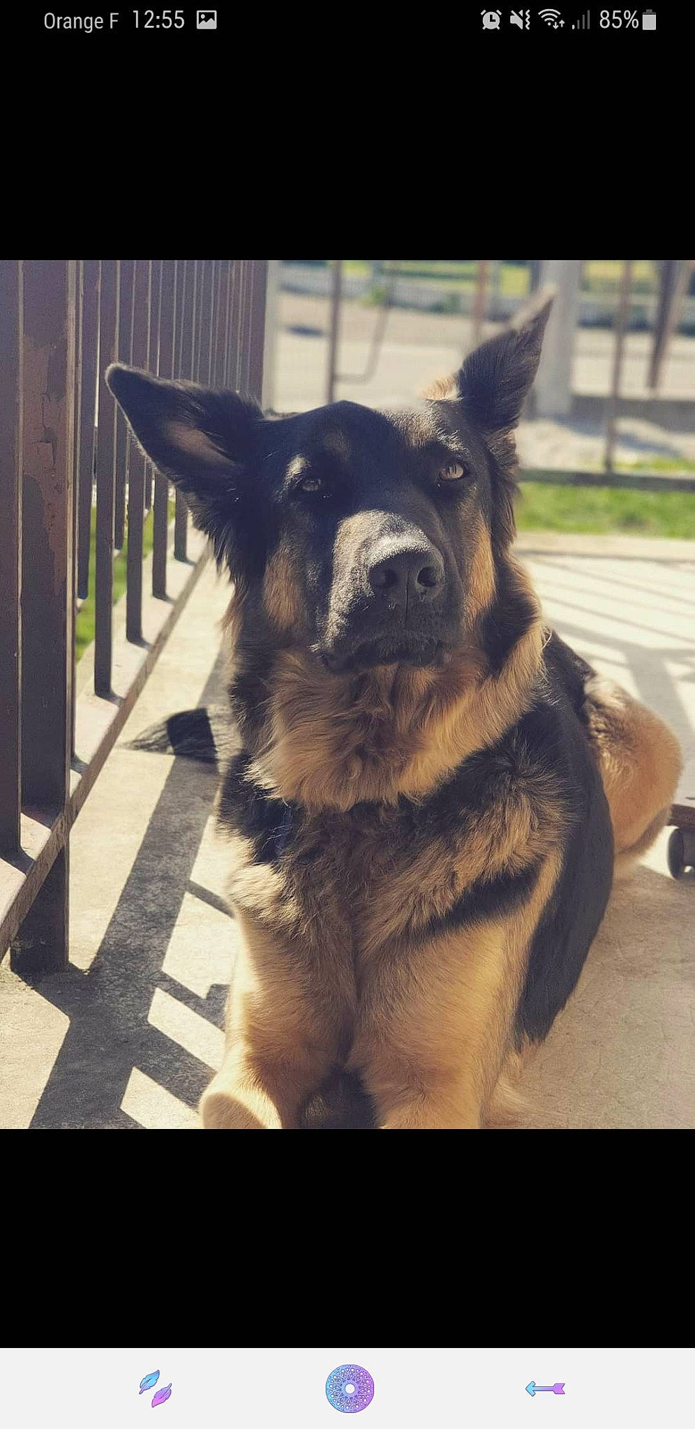 Cheyenne a rejoint le concours — aidez-le/la à gagner de superbes lots ! canidae, carnivore, companion_dog, dog, dog_breed, east_european_shepherd, fawn, fur, german_shepherd_dog, jaw, plant, snout, sporting_group, square, terrestrial_animal, tints_and_shades, whiskers, wildlife, working_animal, working_dog