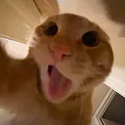 Valkyrie is registered to the contest to win money with this photo: animal, blurry, cat, ceiling, close_up, curiosity, excited, face, fur, home, indoor, light, mouth_open, orange_tabby, pet, reflection, surprised, tongue, whiskers, window
