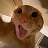 animal, blurry, cat, ceiling, close_up, curiosity, excited, face, fur, home, indoor, light, mouth_open, orange_tabby, pet, reflection, surprised, tongue, whiskers, window