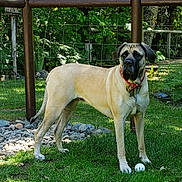 Honeybunns is registered to the contest to win money with this photo: dog, grass, fence, outdoor, pet, canine, ball, playing, collar, animal, nature, yard, wooden_fence, greenery, sunlight, standing, alert, leaves, summer, garden