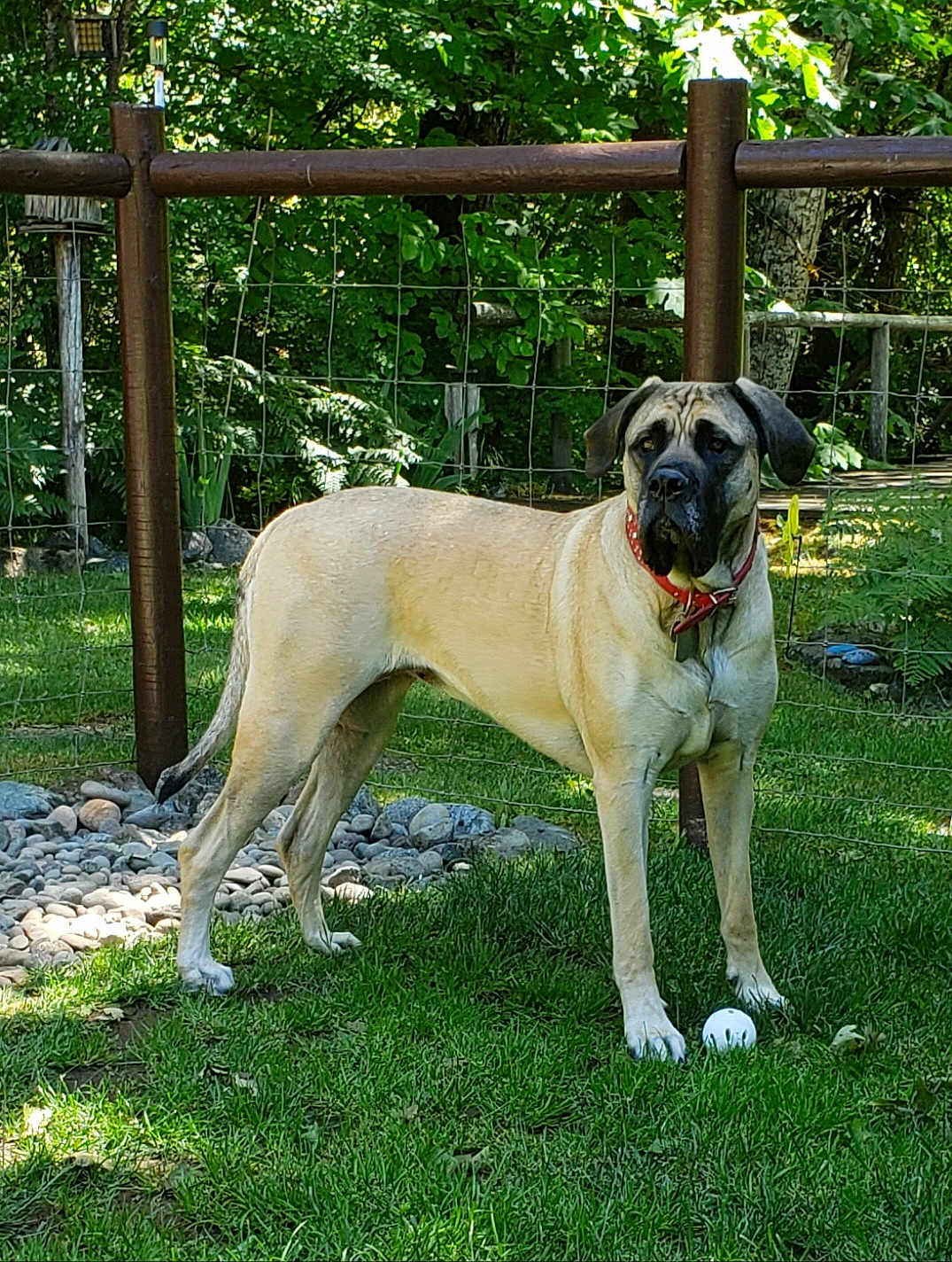 Honeybunns is registered to the contest to win money with this photo: dog, grass, fence, outdoor, pet, canine, ball, playing, collar, animal, nature, yard, wooden_fence, greenery, sunlight, standing, alert, leaves, summer, garden