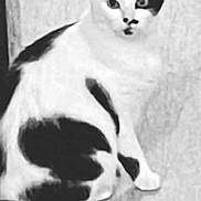 Chipie participe au concours pour gagner de l'argent avec cette photo : cat, black_and_white, animal, pet, sitting, fur, whiskers, ears, tail, indoor, portrait, feline, looking, curious, close_up, monochrome, grainy, vintage, texture, floor