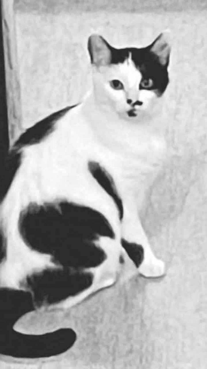 Chipie participe au concours pour gagner de l'argent avec cette photo : cat, black_and_white, animal, pet, sitting, fur, whiskers, ears, tail, indoor, portrait, feline, looking, curious, close_up, monochrome, grainy, vintage, texture, floor