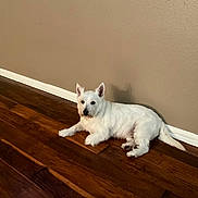 Beaux is registered to the contest to win money with this photo: dog, white_dog, pet, indoor, wooden_floor, flooring, wall, relaxing, laying_down, canine, animal, companion, cute, shadow, ears, fur, paw, home, domestic, quiet