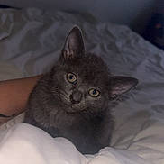 Vodka a rejoint le concours — aidez-le/la à gagner de superbes lots ! animal, bed, blanket, cat, cozy, curious, cute, ears, eyes, feline, fur, gray_cat, human_arm, indoor, kitten, pet, portrait, resting, soft_light, whiskers