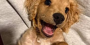 Winnie joined the competition — help win amazing prizes! puppy, dog, golden, curly_ears, smiling, happy, pet, cute, fur, hand, human, tickling, belly, closeup, indoor, fabric, sweatshirt, playful, young, animal