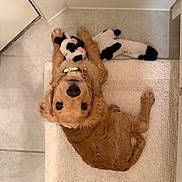 Winnie is registered to the contest to win money with this photo: dog, puppy, stuffed_toy, toy, indoor, floor, rug, golden, curious, pet, cute, playing, looking_up, fur, collar, home, cozy, white, black, animal