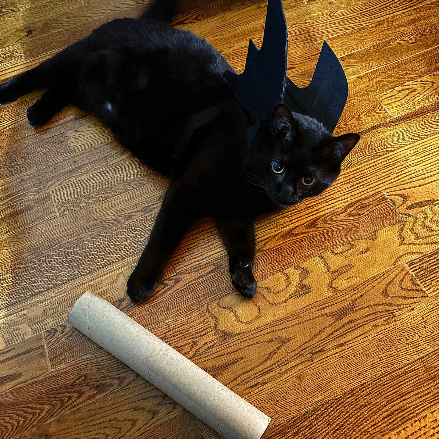 Kitty joined the competition — help win amazing prizes! abyssinian, accessories, animal, architecture, blackcat, building, cat, furniture, hardwood, indoors, interiordesign, kitten, leaf, manx, pet, plant, plywood, stainedwood, strap, wood