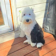 Maggie is registered to the contest to win money with this photo: dog, fluffy, black_and_white, sitting, wooden_deck, sunlight, hair_clips, outdoor, pet, cute, window, door, shadow, fence, fur, animal, companion, domestic_animal, adorable, calm