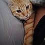 Mimine a rejoint le concours — aidez-le/la à gagner de superbes lots ! cat, ginger_cat, tabby, pet, feline, close_up, indoor, cozy, blanket, resting, paw, cute, animal, sleepy, fur, whiskers, relaxed, companion, comfort, home