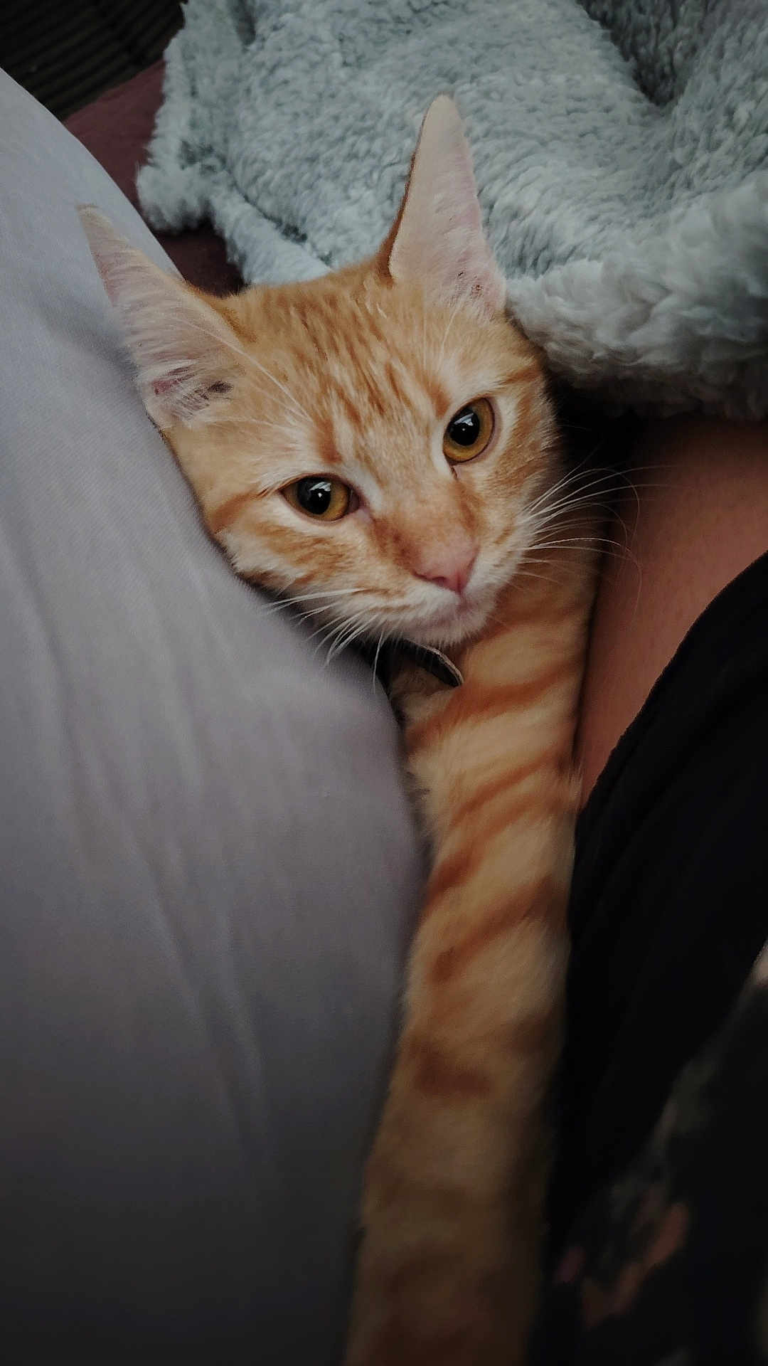 Mimine a rejoint le concours — aidez-le/la à gagner de superbes lots ! cat, ginger_cat, tabby, pet, feline, close_up, indoor, cozy, blanket, resting, paw, cute, animal, sleepy, fur, whiskers, relaxed, companion, comfort, home