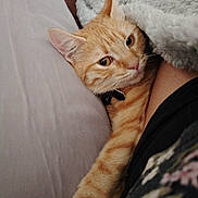 Mimine a rejoint le concours — aidez-le/la à gagner de superbes lots ! cat, orange_tabby, pet, animal, feline, paw, blanket, couch, cozy, indoor, relaxed, fur, whiskers, closeup, companion, resting, collar, soft_texture, comfort, curious