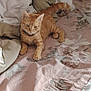 Mimine a rejoint le concours — aidez-le/la à gagner de superbes lots ! cat, orange_tabby, bed, bedding, pillow, blanket, floral_pattern, indoor, pet, feline, resting, cozy, fur, animal, cute, domestic, sleepy, comfort, relaxed, soft