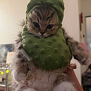 Bunny joined the competition — help win amazing prizes! cat, kitten, fluffy, long_hair, green_costume, pickle_costume, pet, animal, whiskers, blue_eyes, face, paws, pink_paw_pads, fur, indoor, portrait, handheld, adorable, funny, costume
