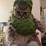 cat, kitten, fluffy, long_hair, green_costume, pickle_costume, pet, animal, whiskers, blue_eyes, face, paws, pink_paw_pads, fur, indoor, portrait, handheld, adorable, funny, costume