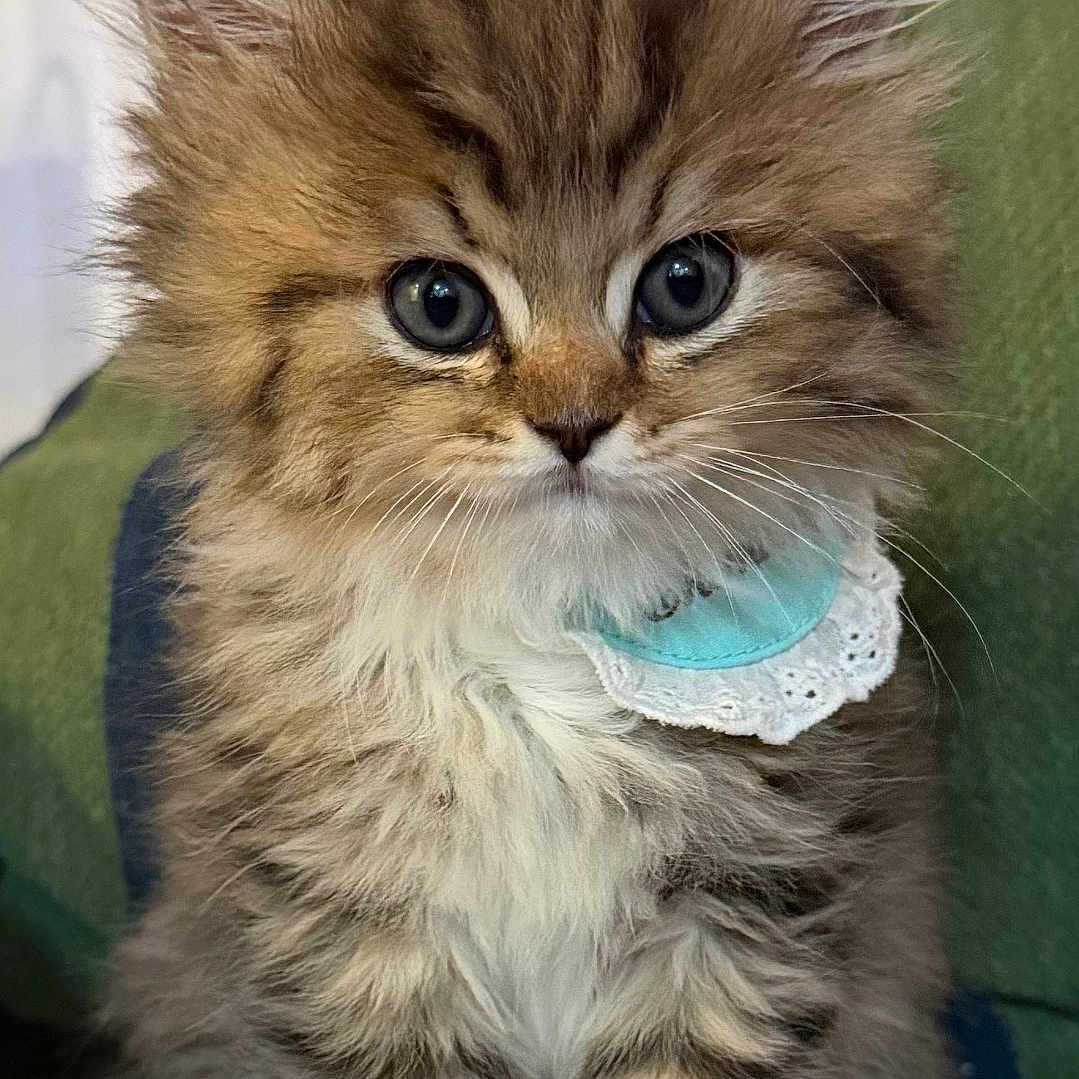 Support Bunny in Cat Photo Contest - Cash