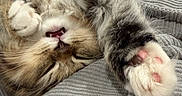 Bunny joined the competition — help win amazing prizes! cat, kitten, tabby, fluffy, long_hair, white_fur, gray_fur, brown_fur, pink_paw_pads, upside_down, sleeping, relaxed, cozy, couch, sofa, indoor, close_up, pet, whiskers, cute