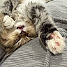 cat, kitten, tabby, fluffy, long_hair, white_fur, gray_fur, brown_fur, pink_paw_pads, upside_down, sleeping, relaxed, cozy, couch, sofa, indoor, close_up, pet, whiskers, cute