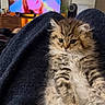 Bunny is registered to the contest to win money with this photo: cat, kitten, fluffy, long_hair, tabby, brown, white, lying_down, relaxed, paws, toe_beans, whiskers, ears, pet, indoor, living_room, blanket, television, portrait, cute