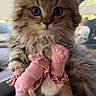 Bunny is registered to the contest to win money with this photo: cat, kitten, fluffy, long_hair, brown_fur, tabby, blue_eyes, pet, animal, portrait, close_up, sitting, being_held, human_hand, pink_socks, frilly, cute, indoors, car_interior, bokeh