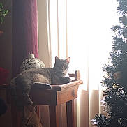 Daisy joined the competition — help win amazing prizes! cat, table, wooden_table, christmas_tree, ornament, curtains, sunlight, indoor, pet, feline, holiday, decor, relaxing, cozy, window, shadow, animal, home, furniture, daylight