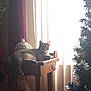 cat, table, wooden_table, christmas_tree, ornament, curtains, sunlight, indoor, pet, feline, holiday, decor, relaxing, cozy, window, shadow, animal, home, furniture, daylight