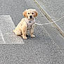animal, companion, curb, cute, daytime, dog, fur, golden_retriever, harness, leash, outdoor, pavement, pet, puppy, road, sidewalk, sitting, street, walking, young