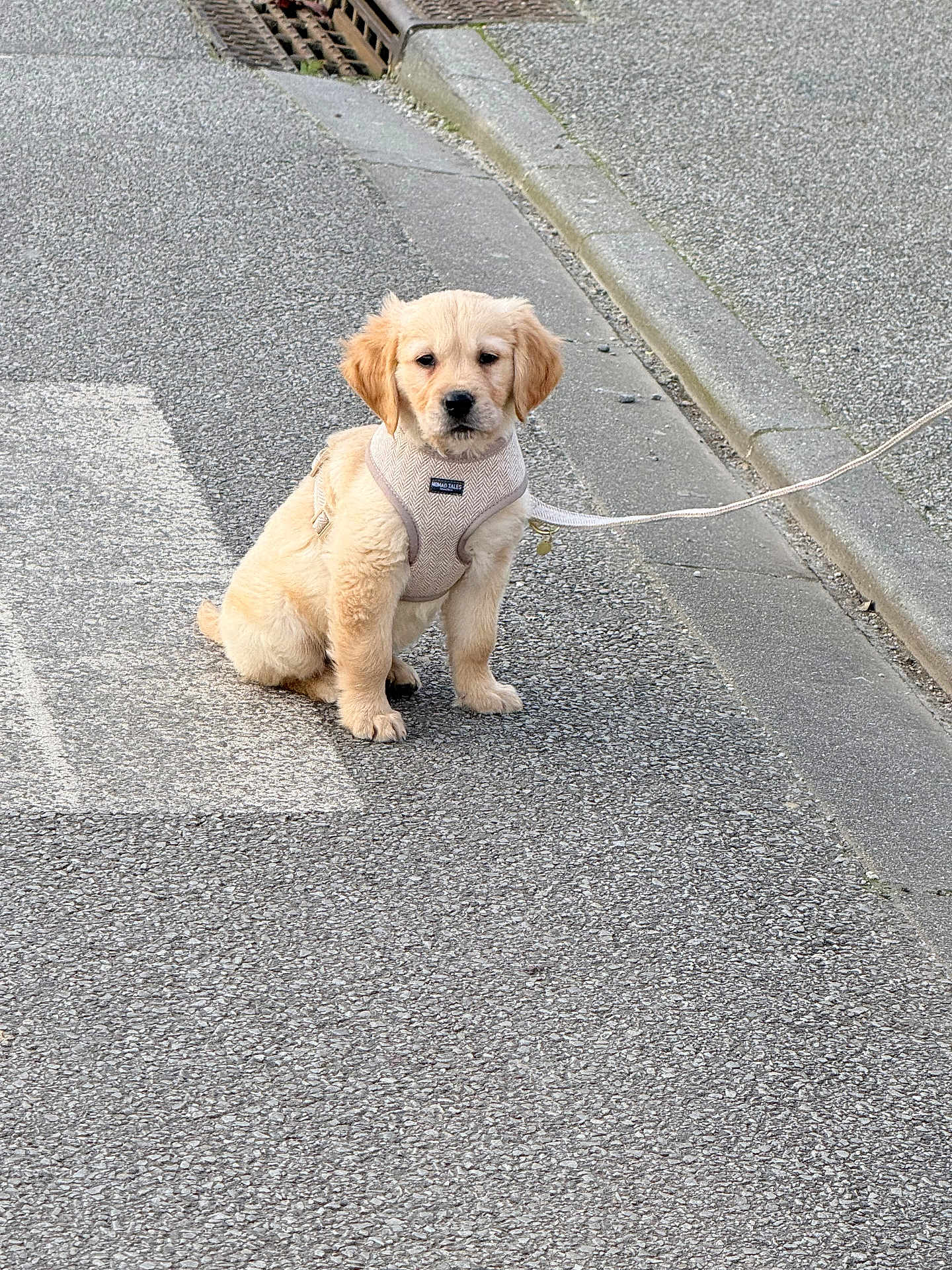 Baloo a rejoint le concours — aidez-le/la à gagner de superbes lots ! puppy, golden_retriever, dog, leash, harness, sitting, road, sidewalk, curb, outdoor, pet, animal, cute, young, street, pavement, daytime, fur, walking, companion