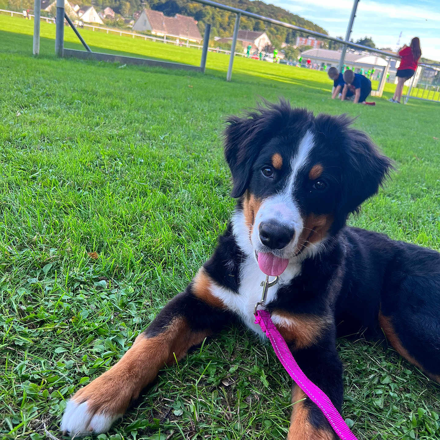 Nala a rejoint le concours — aidez-le/la à gagner de superbes lots ! animal, black, brown, children, dog, fence, grass, happy, leash, nature, outdoor, park, pet, playful, puppy, sky, sunny, tongue, white, young
