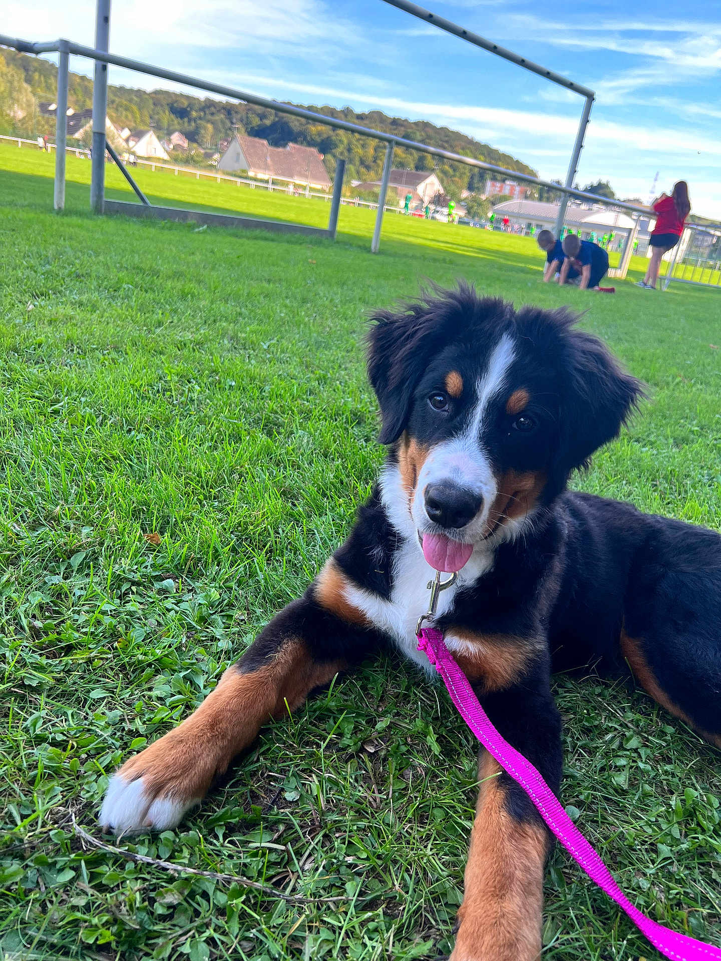 Nala a rejoint le concours — aidez-le/la à gagner de superbes lots ! dog, puppy, grass, leash, outdoor, park, black, brown, white, tongue, happy, playful, fence, children, sky, sunny, nature, animal, pet, young