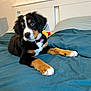 Nala a rejoint le concours — aidez-le/la à gagner de superbes lots ! dog, puppy, bernese_mountain_dog, bed, bedding, blue_bedspread, white_headboard, plush_toy, yellow_toy, indoor, pet, fur, black_fur, brown_fur, white_fur, collar, cute, young_dog, lying_down, looking_away
