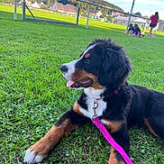 Nala participe au concours pour gagner de l'argent avec cette photo : dog, puppy, bernese_mountain_dog, grass, leash, pink_leash, park, outdoor, sunny, people, children, playing, relaxed, canine, pet, nature, field, summer, animal, tongue_out