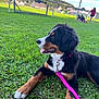 dog, puppy, bernese_mountain_dog, grass, leash, pink_leash, park, outdoor, sunny, people, children, playing, relaxed, canine, pet, nature, field, summer, animal, tongue_out