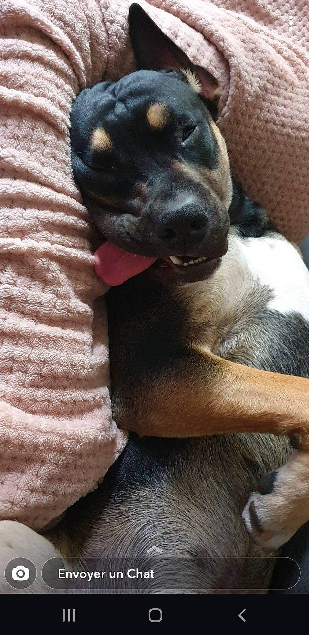 Popsy a rejoint le concours — aidez-le/la à gagner de superbes lots ! brown, canidae, carnivore, comfort, companion_dog, dog, dog_breed, fawn, huntaway, non_sporting_group, paw, puppy, skin, snout, sweater, terrestrial_animal, vertebrate, whiskers, working_animal, working_dog