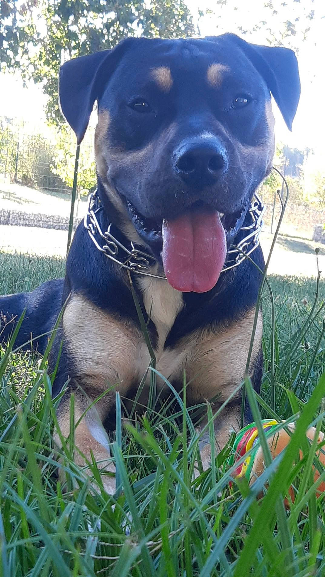 Popsy participe au concours pour gagner de l'argent avec cette photo : borador, canidae, carnivore, collar, companion_dog, dog, dog_breed, dog_collar, dog_supply, grass, grass_family, leash, mammal, pet_supply, snout, sporting_group, tongue, whiskers, working_animal, working_dog