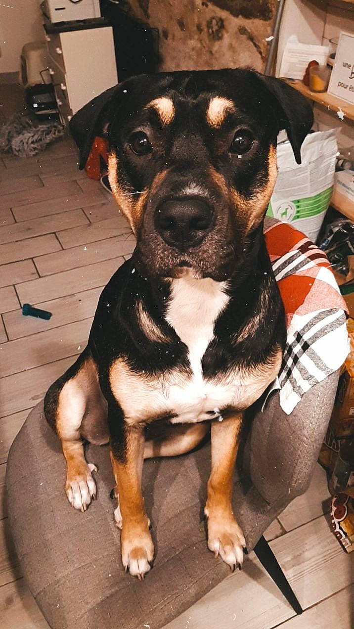 Popsy a rejoint le concours — aidez-le/la à gagner de superbes lots ! brown, canidae, carnivore, companion_dog, dog, dog_breed, fawn, floor, foot, guard_dog, non_sporting_group, puppy, snout, sporting_group, whiskers, working_animal, working_dog