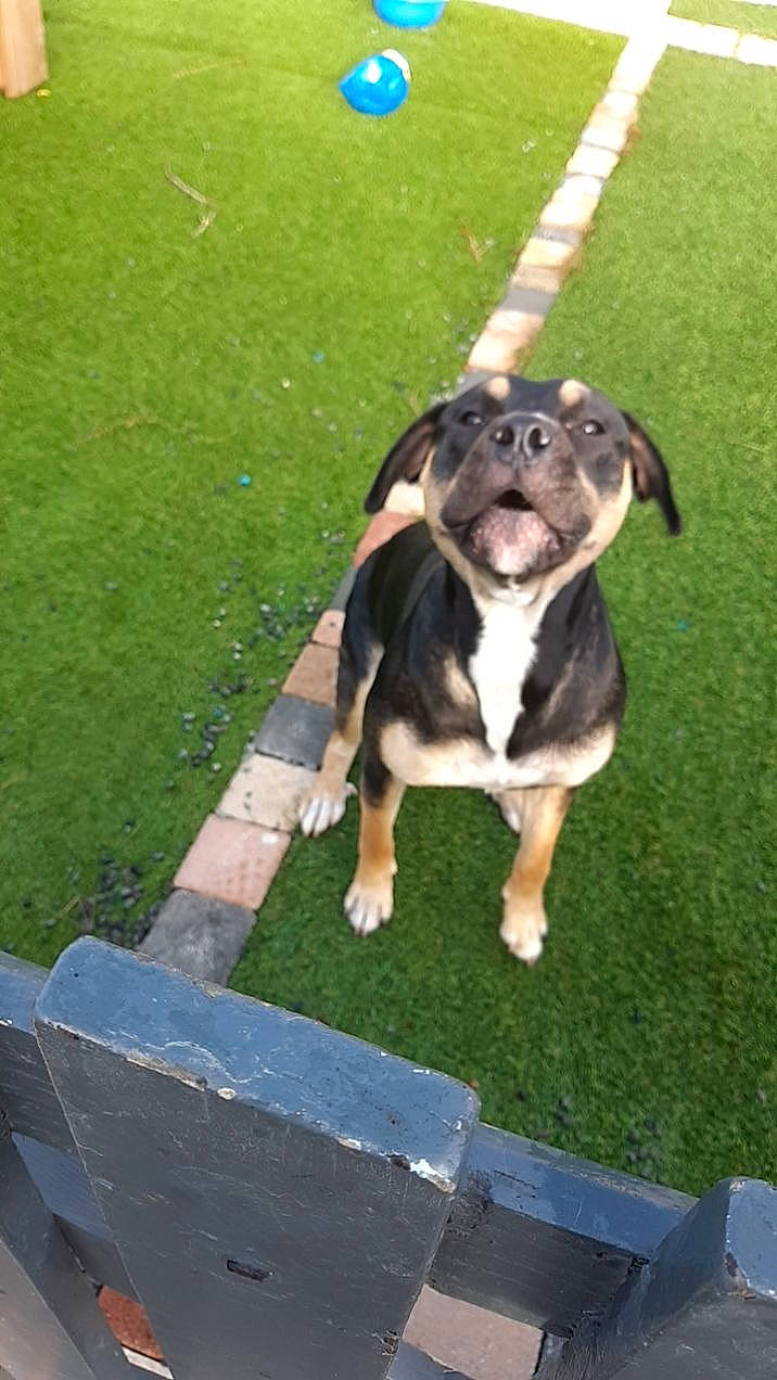 Popsy a rejoint le concours — aidez-le/la à gagner de superbes lots ! american_pit_bull_terrier, american_staffordshire_terrier, canidae, carnivore, companion_dog, dog, dog_breed, grass, green, lawn, puppy, snout, sporting_group, whiskers, working_animal, working_dog