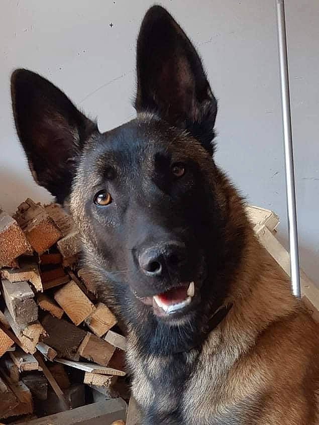 Rafale participe au concours pour gagner de l'argent avec cette photo : canidae, carnivore, collar, companion_dog, dog, dog_breed, east_european_shepherd, eye, fur, german_shepherd_dog, guard_dog, herding_dog, jaw, king_shepherd, old_german_shepherd_dog, snout, sporting_group, whiskers, working_animal, working_dog