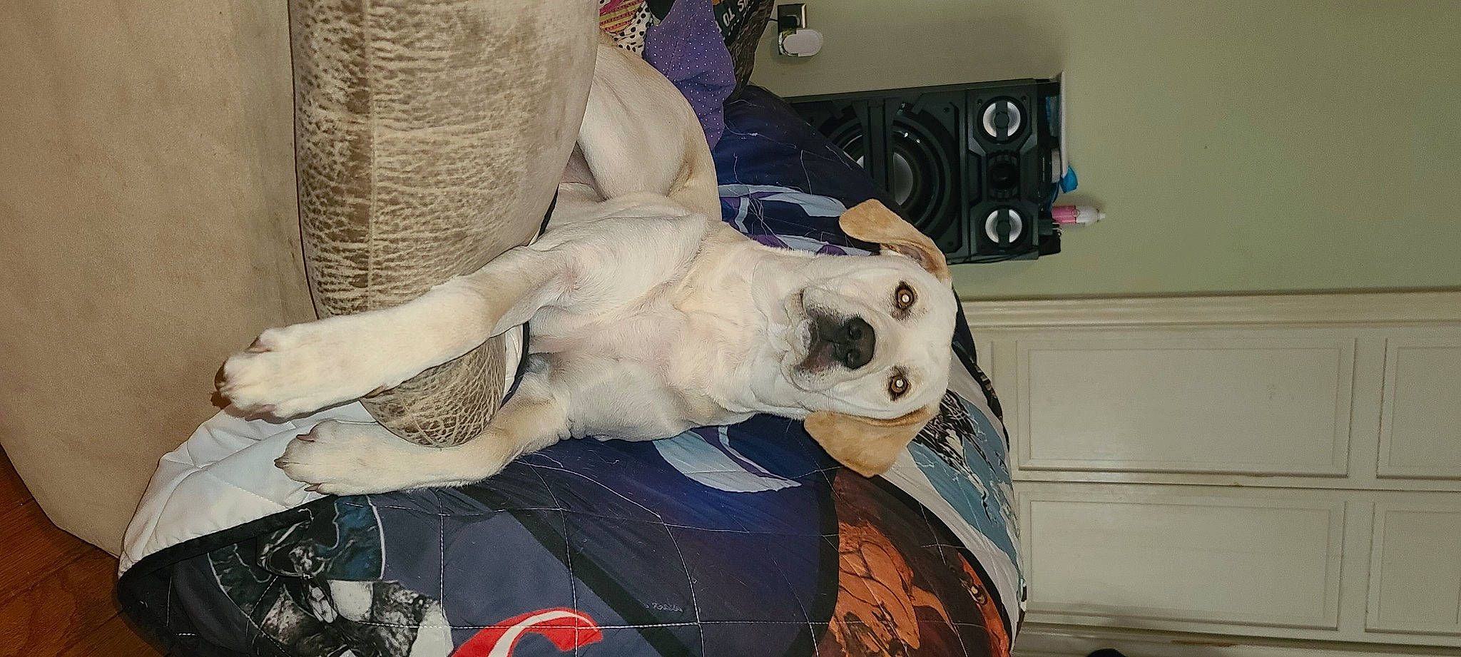 Bud is registered to the contest to win money with this photo: art, canidae, carnivore, companion_dog, dalmatian, dog, dog_breed, fawn, felidae, fictional_character, fur, head, loudspeaker, snout, sporting_group, studio_monitor, stuffed_toy, subwoofer, toy, whiskers