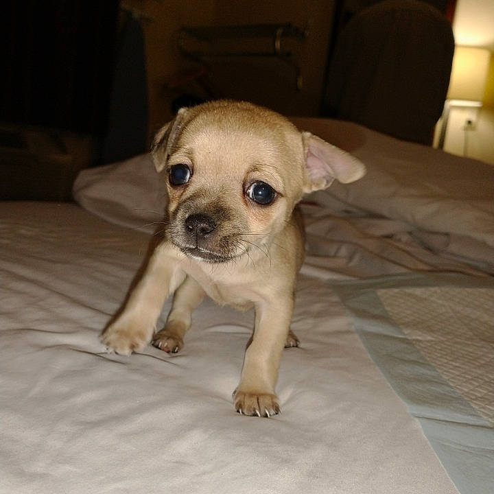 Miss Kitty joined the competition — help win amazing prizes! bored, carnivore, comfort, companion_dog, couch, dog, dog_breed, fawn, flooring, fur, hardwood, paw, puppy_love, snout, terrestrial_animal, toy_dog, whiskers, wood, working_animal, wrinkle