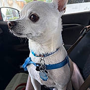 Merrilee Thacker is registered to the contest to win money with this photo: dog, chihuahua, white_dog, small_dog, pet, canine, animal, sitting, car, vehicle, car_interior, harness, collar, dog_tags, blue_accessories, pointed_ears, brown_eyes, short_hair, outdoor_view, portrait