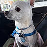 dog, chihuahua, white_dog, small_dog, pet, canine, animal, sitting, car, vehicle, car_interior, harness, collar, dog_tags, blue_accessories, pointed_ears, brown_eyes, short_hair, outdoor_view, portrait