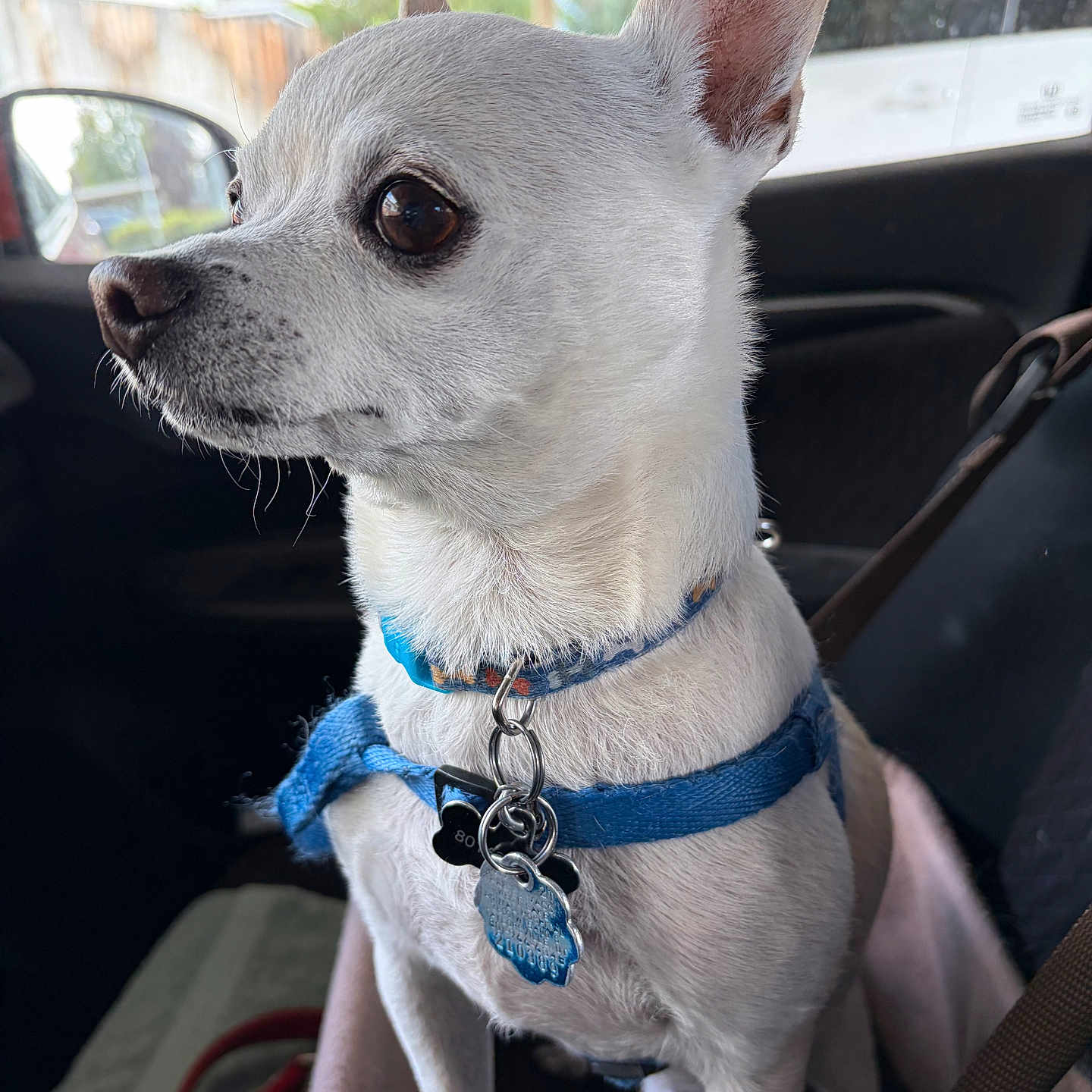 Merrilee Thacker is registered to the contest to win money with this photo: dog, chihuahua, white_dog, small_dog, pet, canine, animal, sitting, car, vehicle, car_interior, harness, collar, dog_tags, blue_accessories, pointed_ears, brown_eyes, short_hair, outdoor_view, portrait
