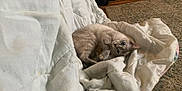 Lint is registered to the contest to win money with this photo: animal, blanket, blue_eyes, cat, comfort, cozy, cute, domestic_animal, floor, fur, indoor, looking, pet, relaxed, resting, rug, sleepy, small, white_blanket, wooden_floor