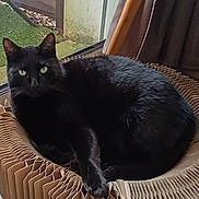 Tino a rejoint le concours — aidez-le/la à gagner de superbes lots ! animal, black_cat, cardboard_chair, cat, cozy, curtain, domestic_animal, door, feline, floor, fur, green_eyes, home, indoor, looking, lounging, natural_light, pet, relaxed, window