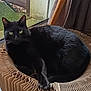 animal, black_cat, cardboard_chair, cat, cozy, curtain, domestic_animal, door, feline, floor, fur, green_eyes, home, indoor, looking, lounging, natural_light, pet, relaxed, window
