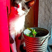 Annamae joined the competition — help win amazing prizes! cat, curious, red_curtain, sunlight, gray_and_white_fur, plant, metal_bucket, wooden_floor, wooden_wall, indoor, pet, whiskers, ears, paws, green_leaves, shadow, natural_light, cozy, domestic, window