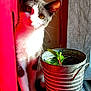 cat, cozy, curious, domestic, ears, gray_and_white_fur, green_leaves, indoor, metal_bucket, natural_light, paws, pet, plant, red_curtain, shadow, sunlight, whiskers, window, wooden_floor, wooden_wall